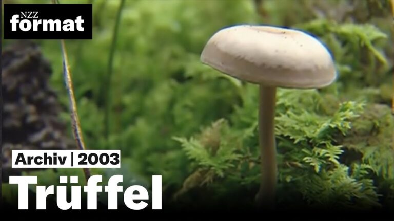 Gourmet-Erlebnis: Exquisite Tr&uuml;ffelrezepte entdecken